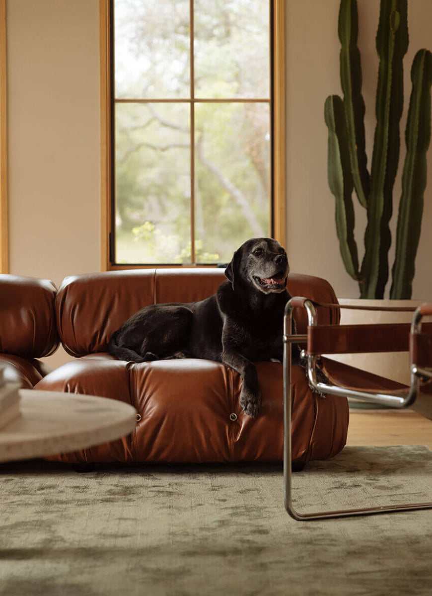 Dog lying on a brown leather couch in a modern living room with a cactus plant.